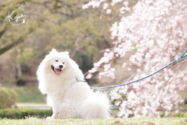 %e6%a1%9c%e3%83%ad%e3%82%b1%e3%83%bc%e3%82%b7%e3%83%a7%e3%83%b3%e3%81%ae%e3%83%9a%e3%83%83%e3%83%88%e3%83%95%e3%82%a9%e3%83%88